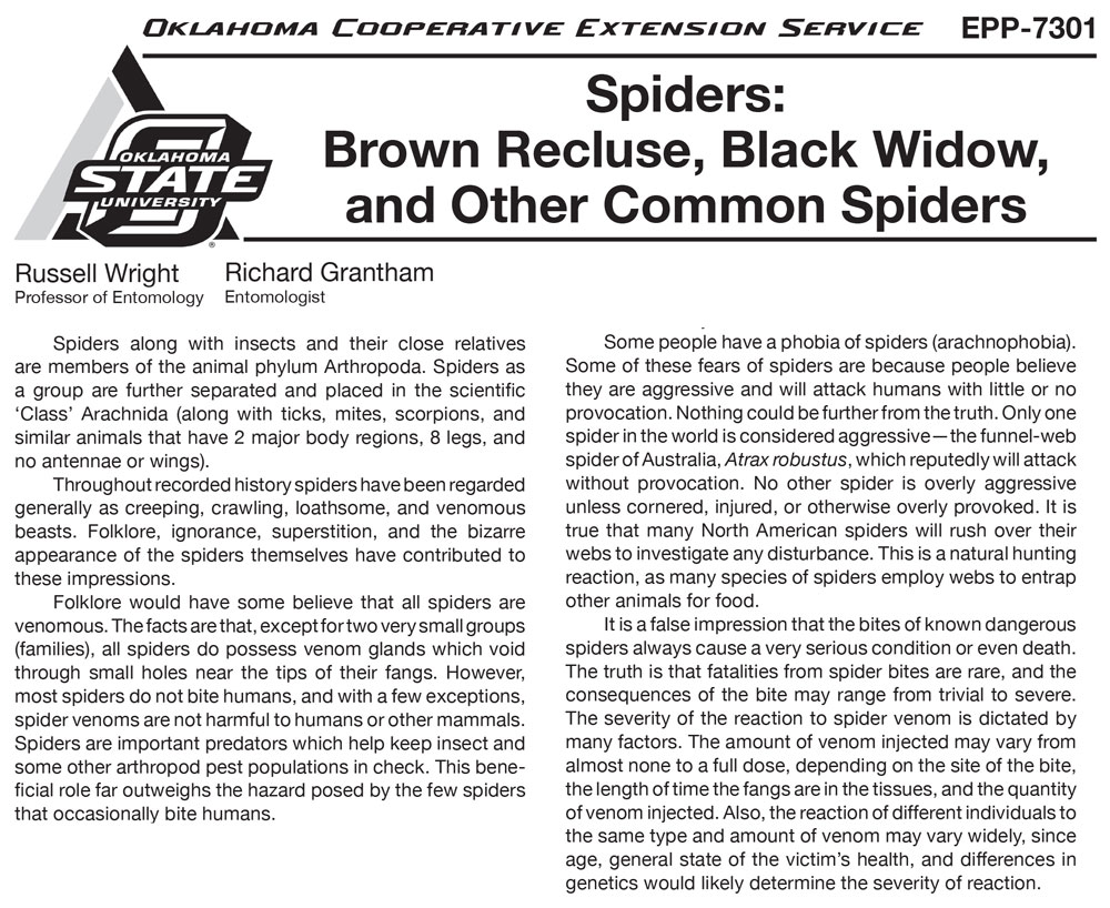 A guide to identifying brown recluse, black widow, and other common spiders