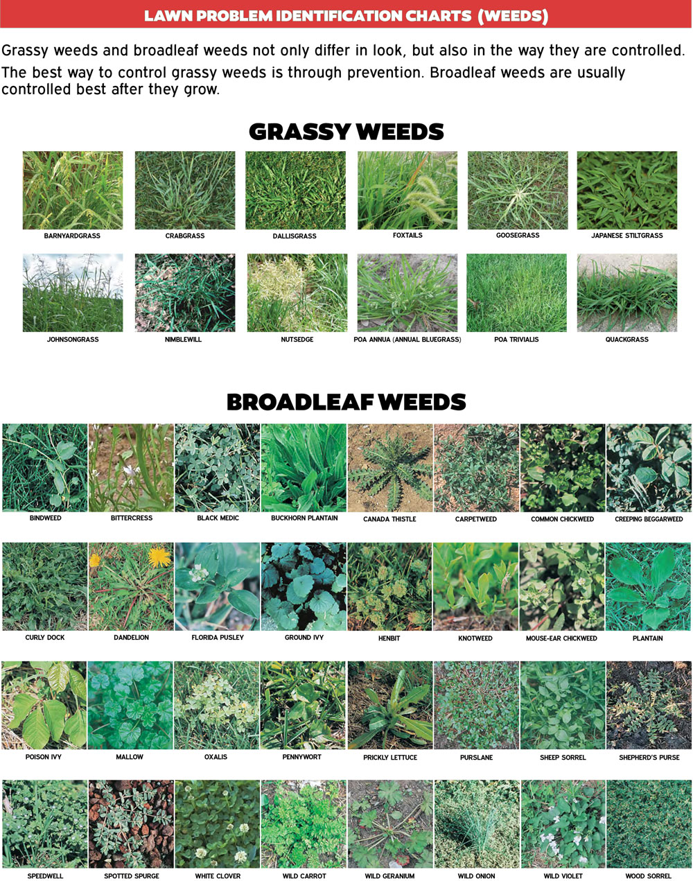 Weed Identification Chart